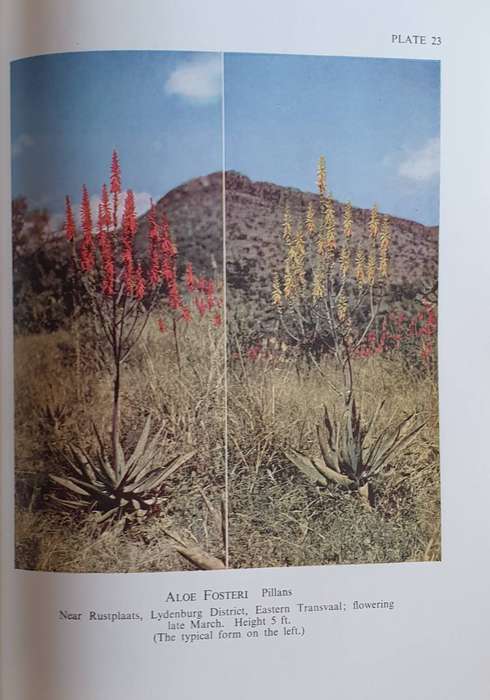 The Aloes of South Africa - Gilbert Westacott Reynolds
