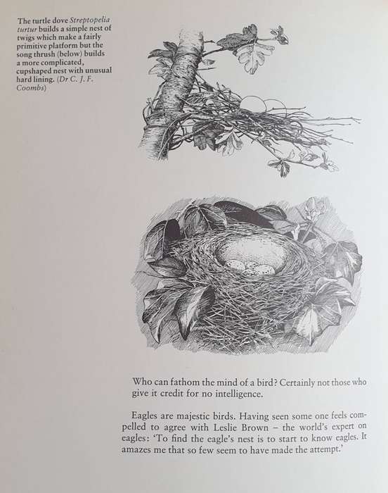 Birds as Builders - Peter Goodfellow