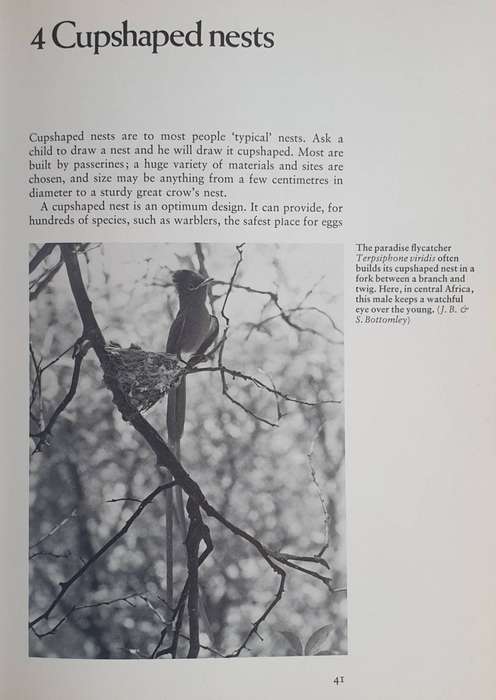 Birds as Builders - Peter Goodfellow