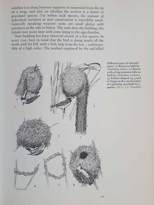 Birds as Builders - Peter Goodfellow
