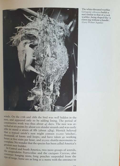 Birds as Builders - Peter Goodfellow