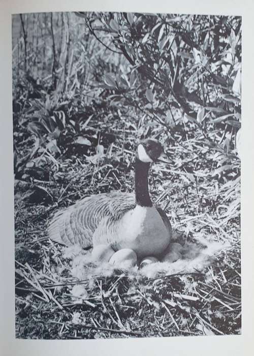 Birds as Builders - Peter Goodfellow
