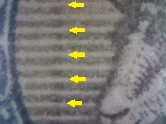1949 Hyphenated & Screened Definitive 1/2d-pair with variety in MM-condition