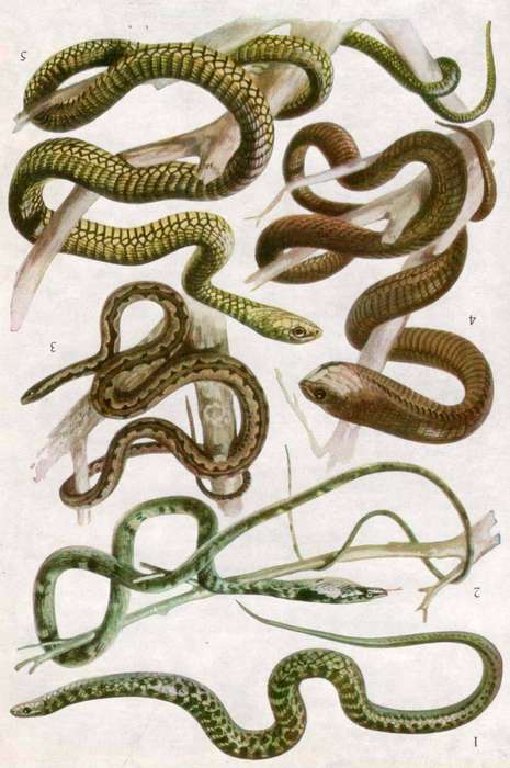 A Field Guide to the Snakes of Southern Africa  --  VFM FitzSimons