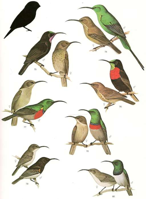 Garden Birds of Southern Africa  --  Geoff Lockwood