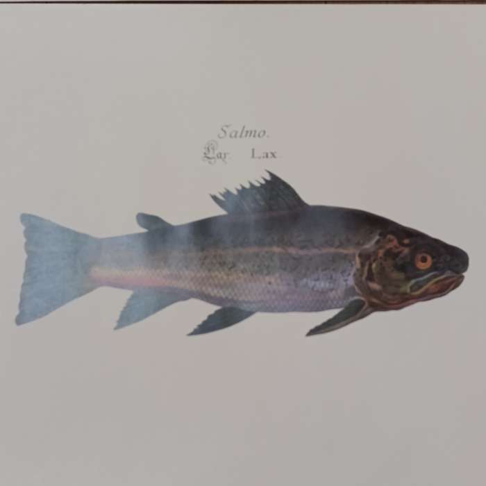 Lot of 3 fish posters - 61.5cm x 61.5cm