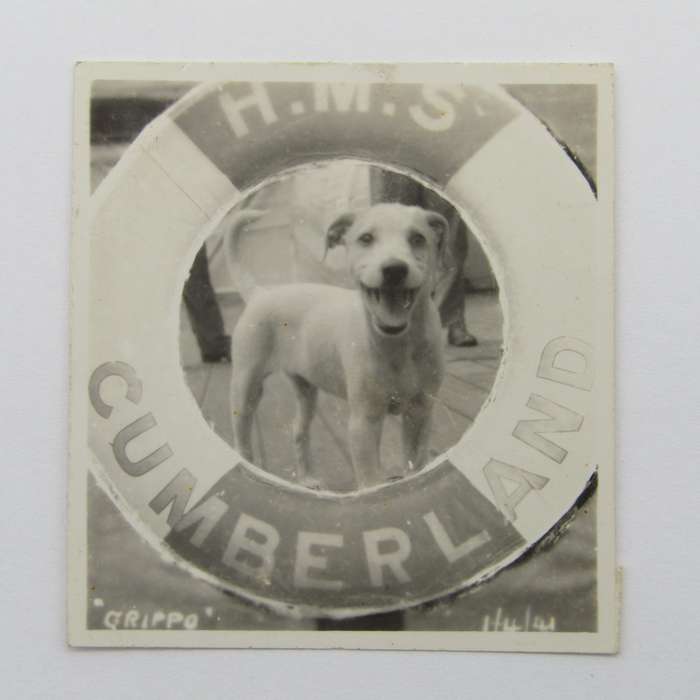 Photo of dog on the HMS Cumberland "Grippo"