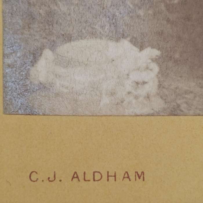 Late 1800's photo of young lady taken by CJ Aldham of Grahamstown, South Africa