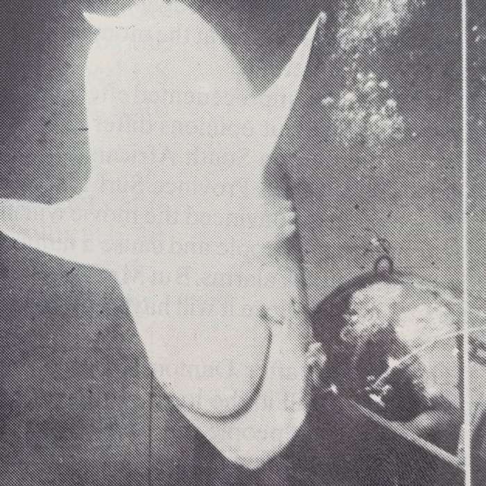 To the Point - News in depth magazine - Shark scare - 14 November 1975
