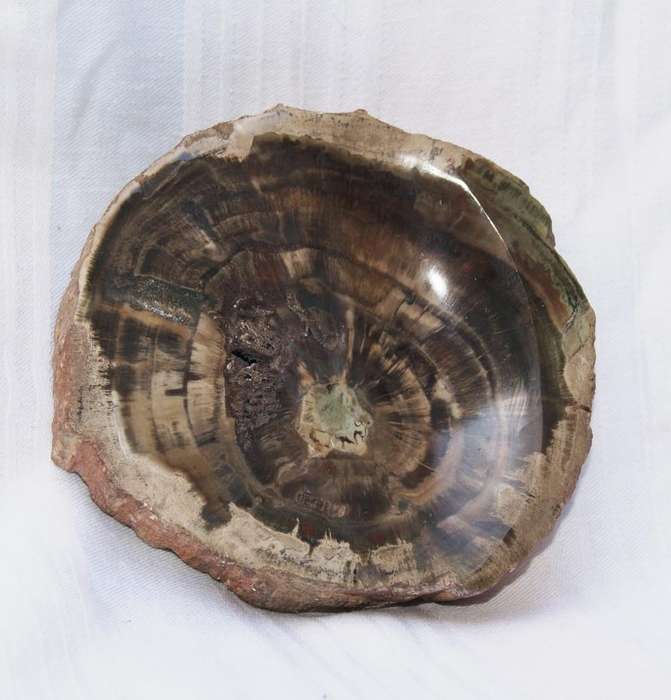 Fossilised/ Petrified Wood Slice