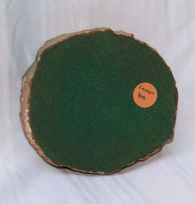 Fossilised/ Petrified Wood Slice