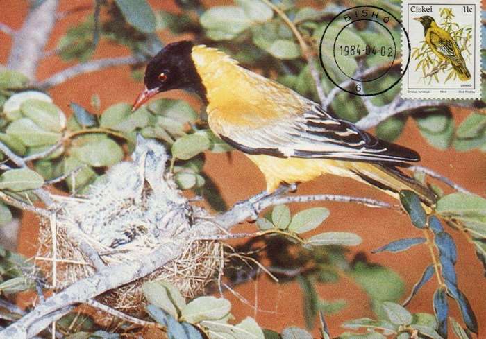 Ciskei Maxi Card, Black headed Oriole 1984