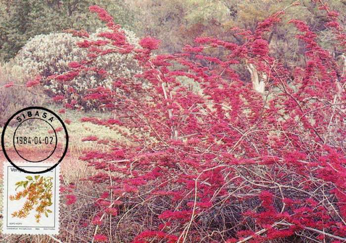 Venda Maxi Card, Flame Creeper 1984
