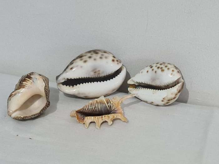 Lambis Lambis sea Shell and x3 Cowrie sea shells