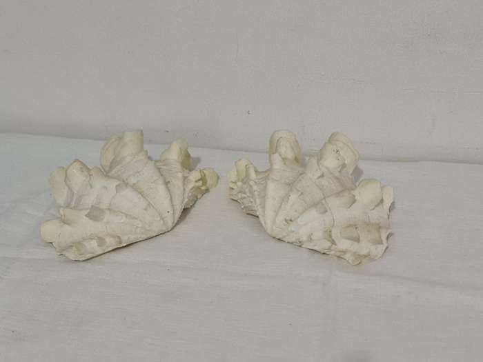 Giant Ruffled Clam Shell