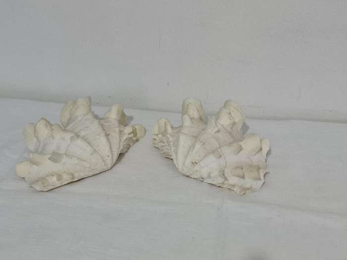 Giant Ruffled Clam Shell