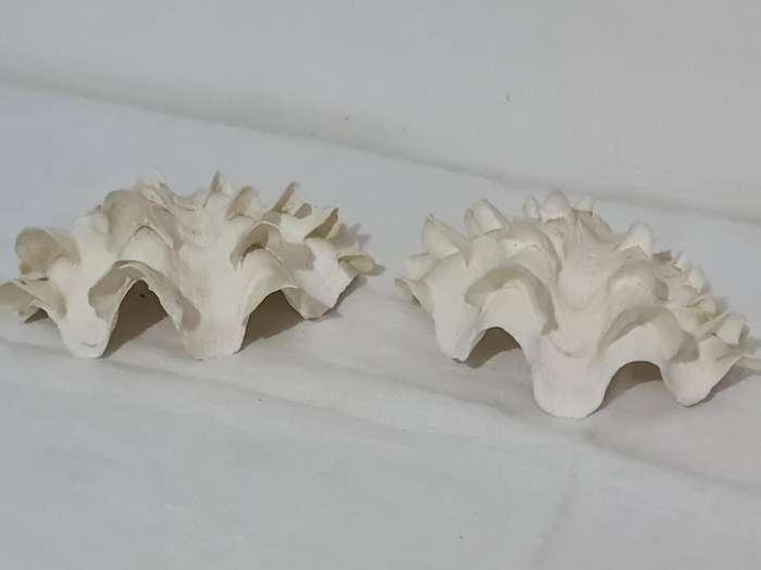 Giant Ruffled Clam Shell