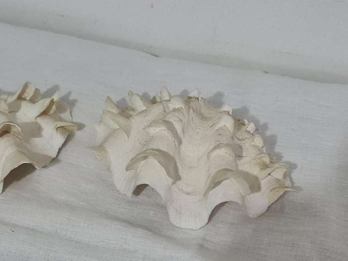 Giant Ruffled Clam Shell