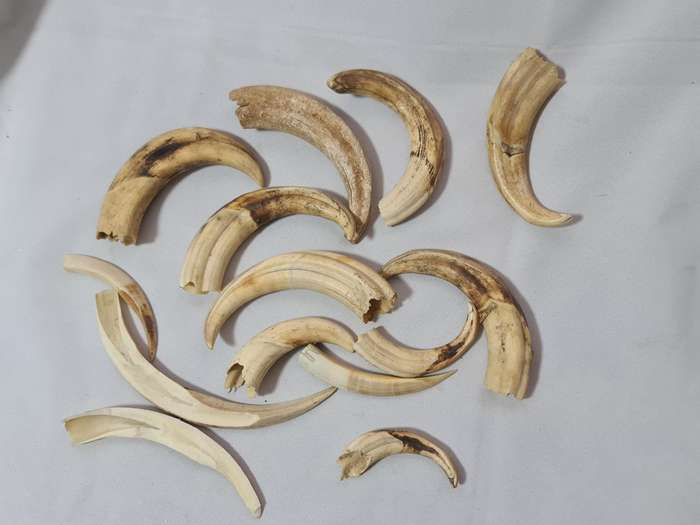 Warthog teeth