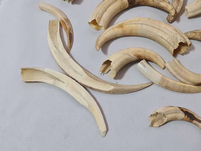 Warthog teeth
