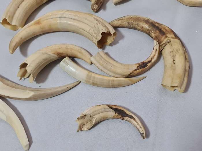 Warthog teeth