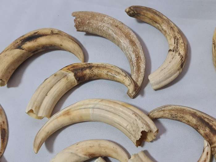 Warthog teeth