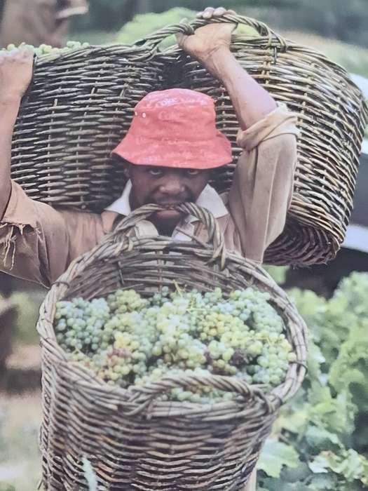 Book: The Complete book of South African Wine