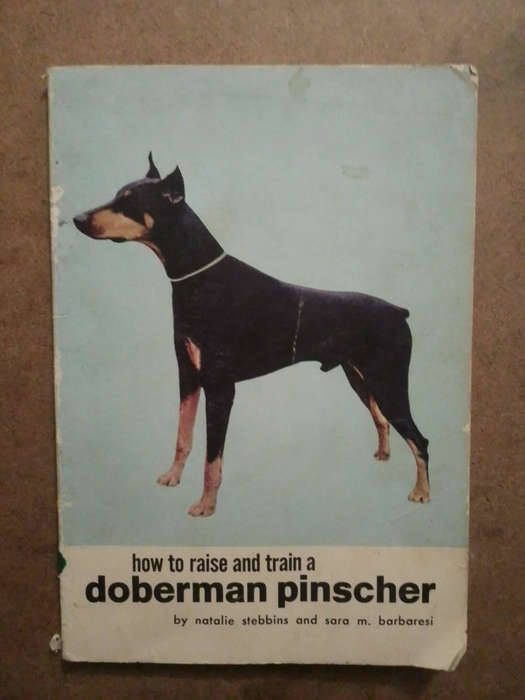 How to raise and train a Doberman Pinscher