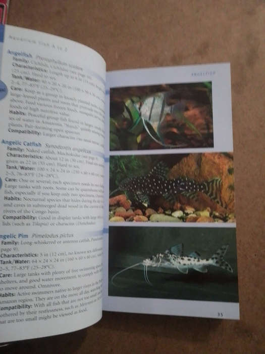 Topical Freshwater Aquarium fish