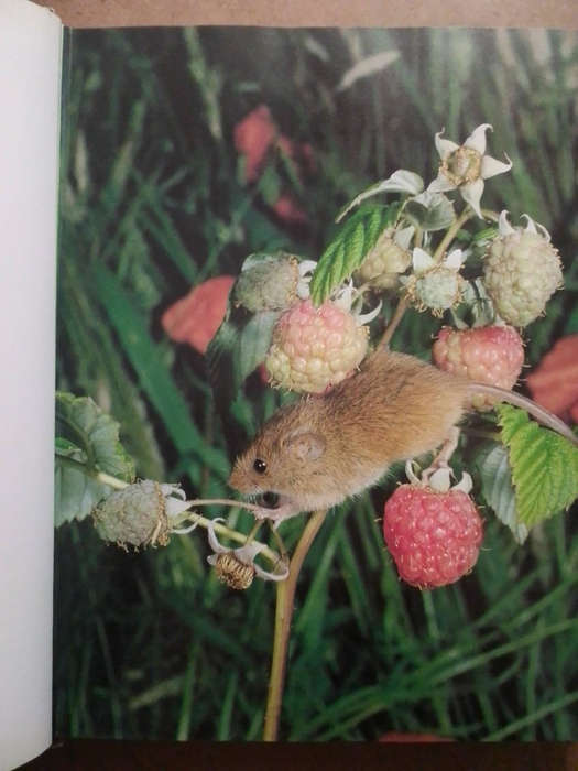 The Natural History of the British Isles