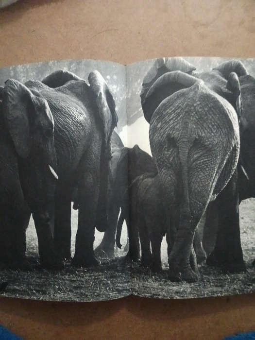 The End of the Game - Peter Beard