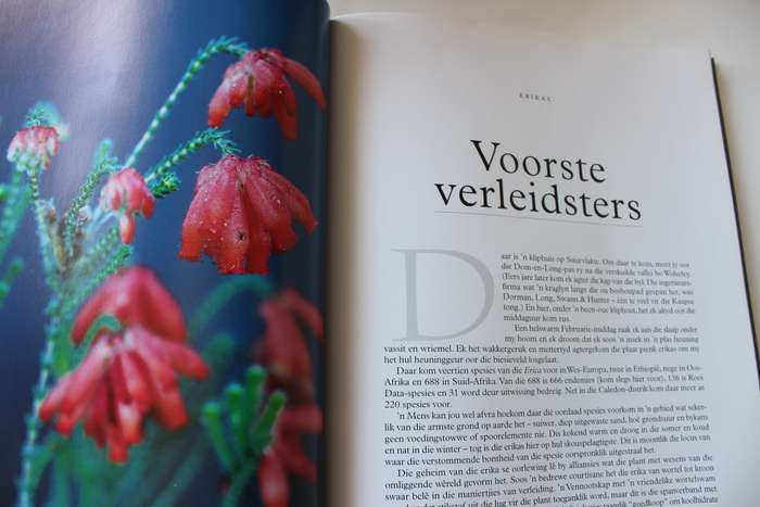 IMMERGROEN. Stories oor Plante. Dave Pepler. Foto's deur Lien Botha.