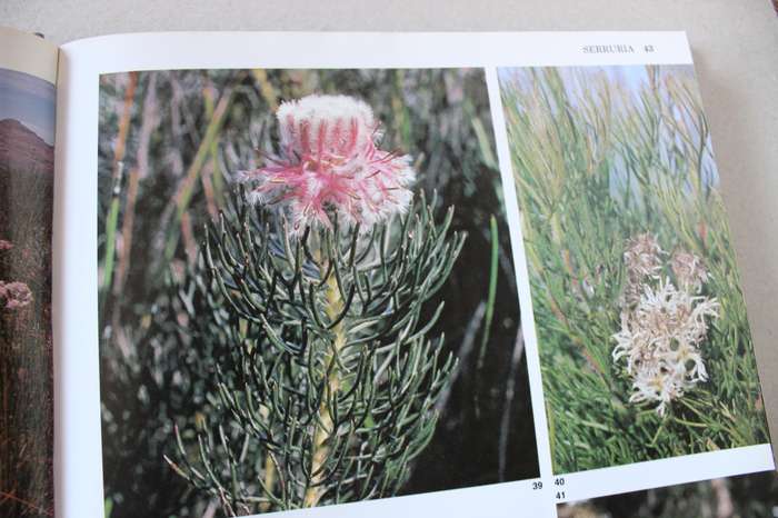 SOUTH AFRICA'S PROTEACEAE Know them and grow them  by Marie Vogts  Photography: Colin Paterson-Jones