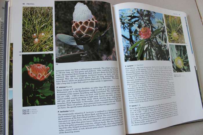 SOUTH AFRICA'S PROTEACEAE Know them and grow them  by Marie Vogts  Photography: Colin Paterson-Jones