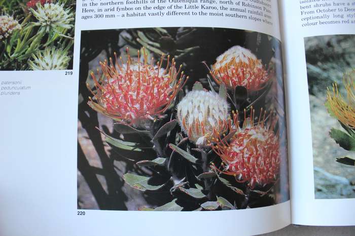 SOUTH AFRICA'S PROTEACEAE Know them and grow them  by Marie Vogts  Photography: Colin Paterson-Jones