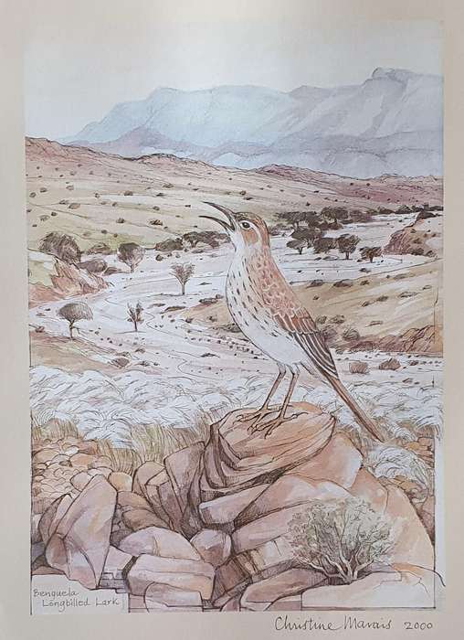 Unframed print of a painting by CHRISTINE MARAIS - part of the endemic birds of Namibia portfolio