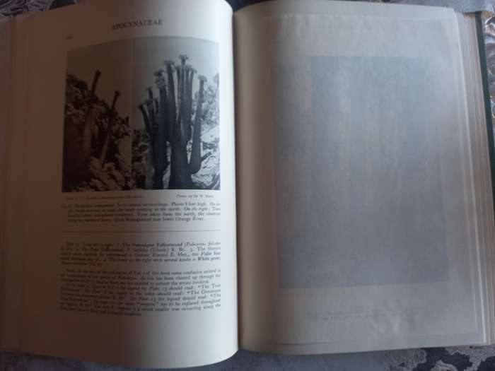 The Flora of South Africa (Rudolf Marloth)