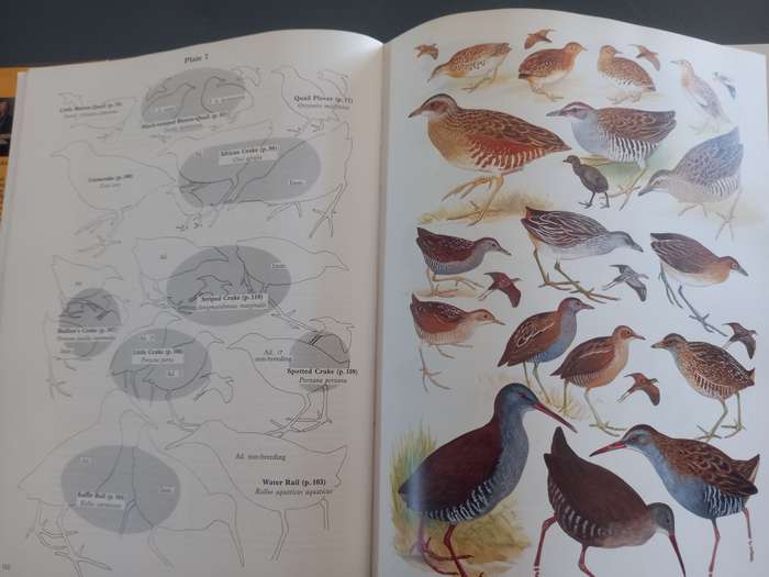 The Birds of Africa, Gamebirds to Pigeons - Volume 2