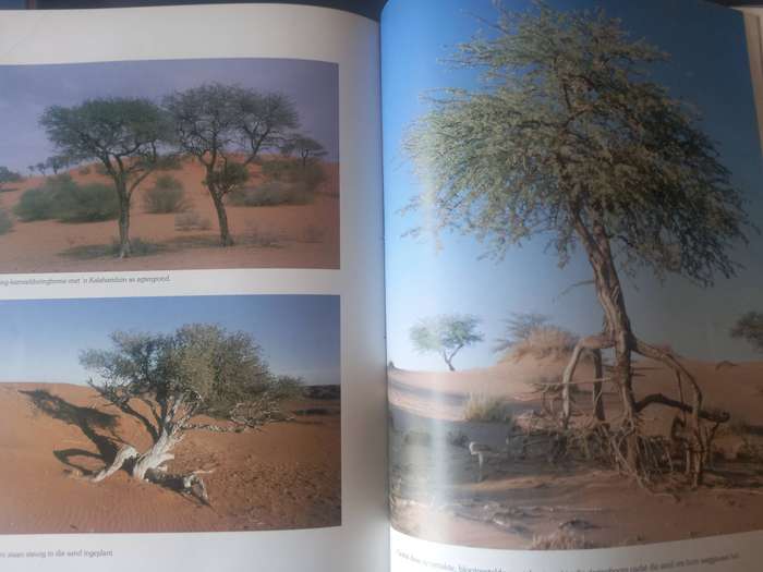 Die Namib en die Kalahari, Dorslande van Suider-Afrika