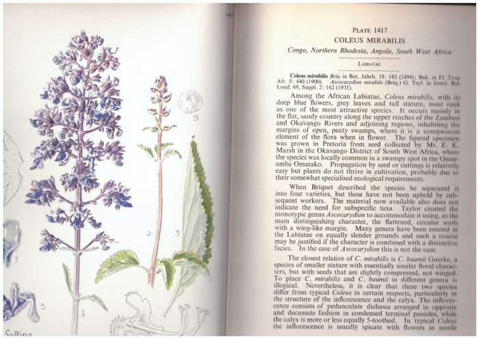 Flowering Plants of Africa - Volume 36, Plates 1401-1440