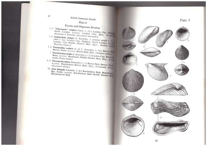 British Caenozoic fossils