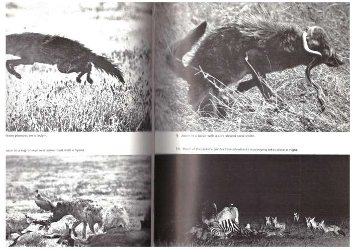 Innocent Killers, (Wild Dogs)