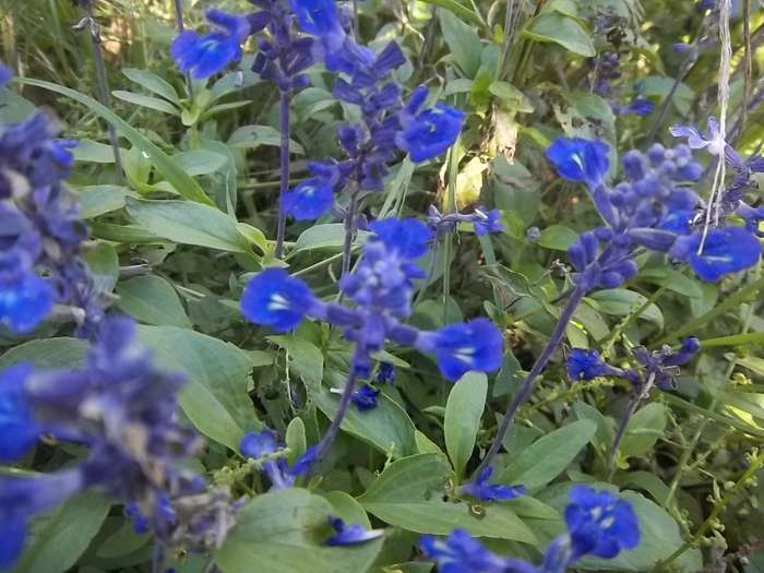 SALVIA SEEDS VICTORIA BLUE - 50 SALVIA SEEDS