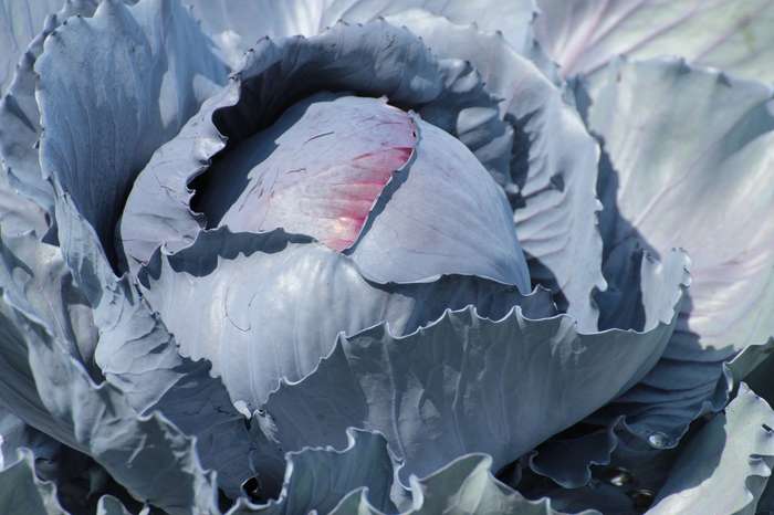 Cabbage Baby Red Omero -10 cabbage seeds
