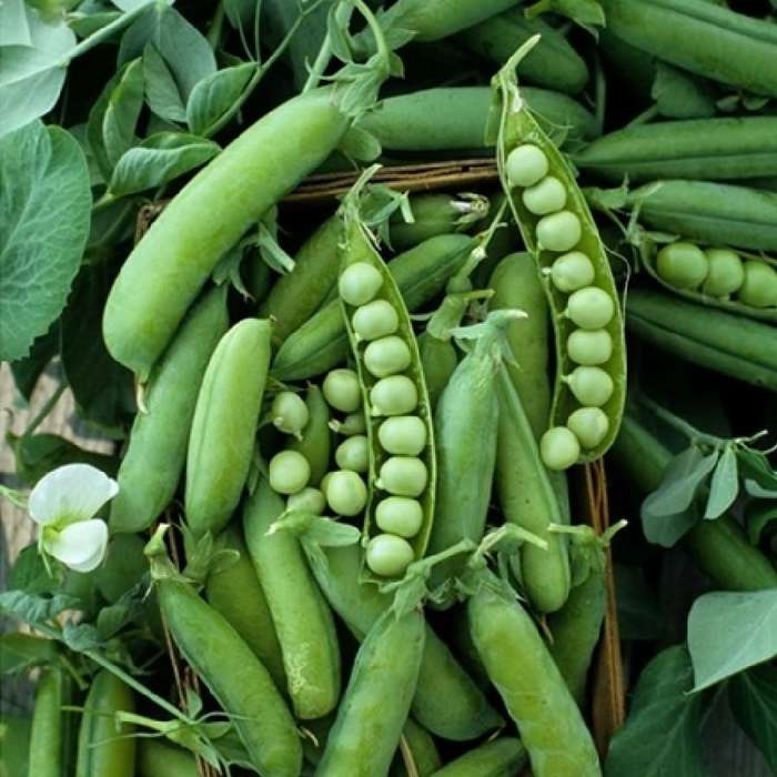 Pea Seeds Sugar Ann Sugar Snap - 40 sugar snap seeds