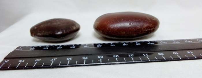 39 "Sea-beans" - various sizes