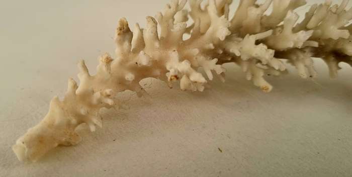 Beautiful GENUINE OLD Deep Sea Fossil Coral