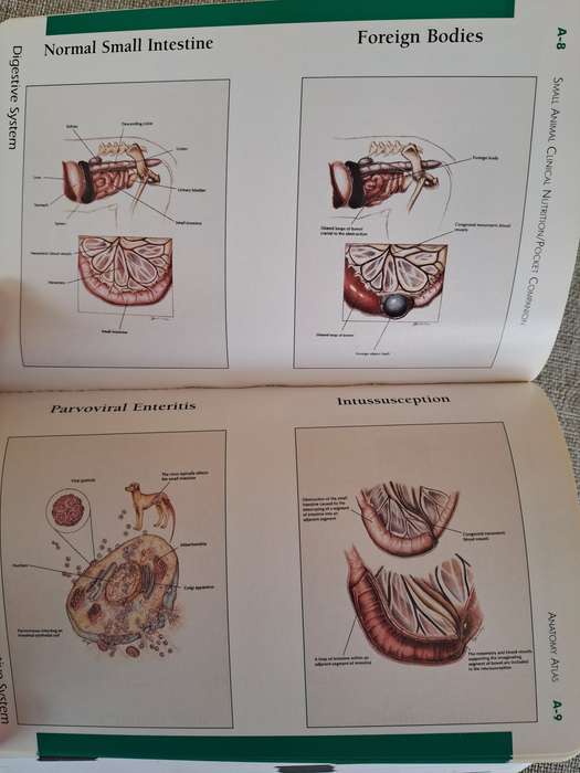 Pocket Companion to Small Animal Clinical Nutrition 4th Edition -  Bruce J. Novotny, Michael S. Hand