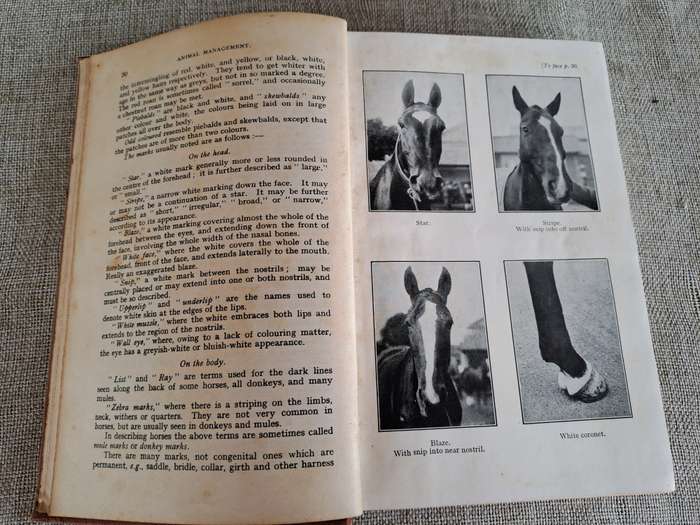 Animal Management 1933