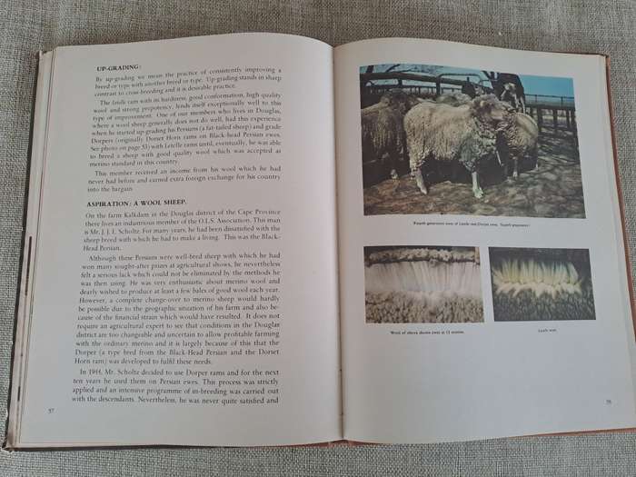 Letelle: The Development of a African Sheep